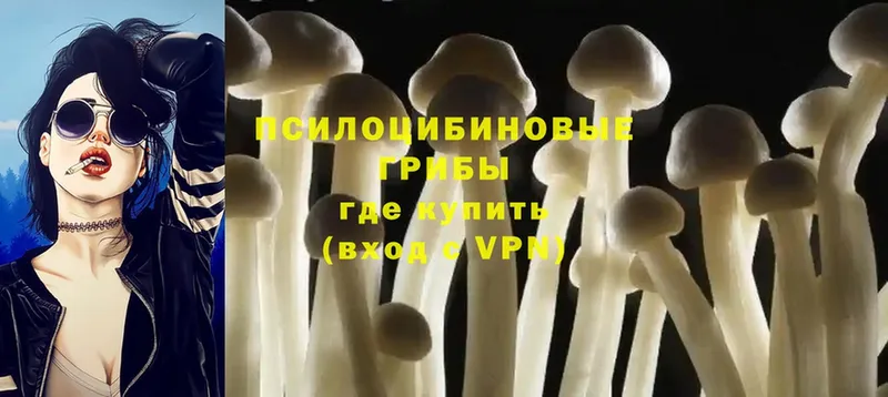 Псилоцибиновые грибы Psilocybine cubensis Таштагол